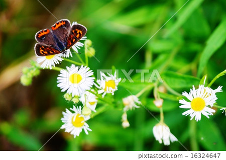 Red scallops butterfly Red scallops butterfly 16324647