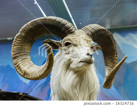 Mountain Sheep 16324716