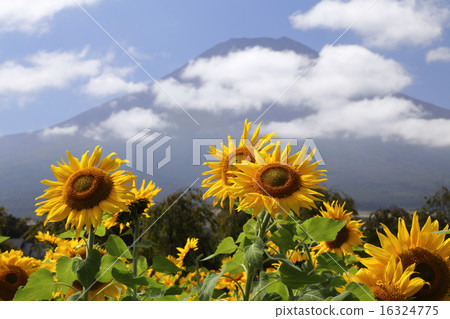 富士山和向日葵 富士山和向日葵 16324775