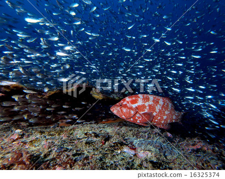 Azahata roots 16325374