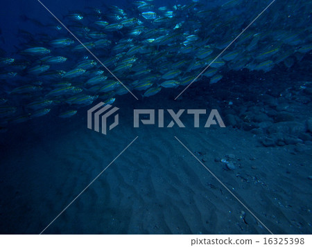 一群熱帶馬鯖魚 一群熱帶馬鯖魚 16325398