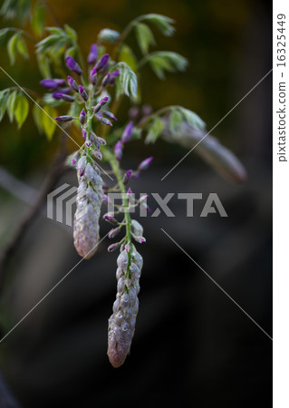 wisteria 16325449