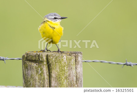 Yellow Wagtail (Motacilla flava) Yellow Wagtail (Motacilla flava) 16325501