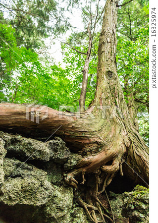 A tree A tree 16325974