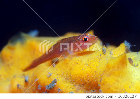 The goby companion on the kaimen 16326127