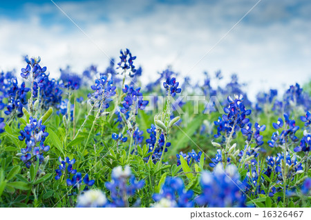 Texas Blue Bonnet Flowers 16326467
