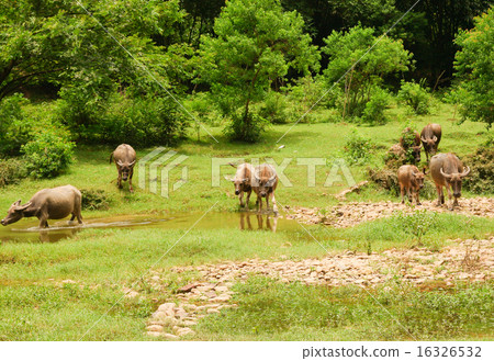Herd of cows in china countryside Herd of cows in china countryside 16326532
