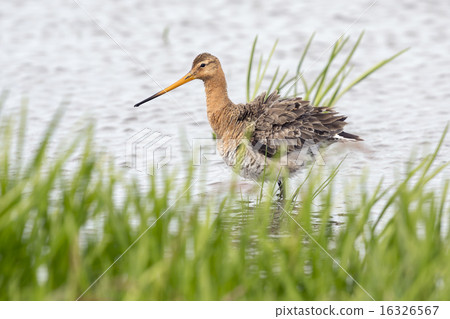 Black-tailed Godwit (Limosa limosa) Black-tailed Godwit (Limosa limosa) 16326567