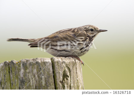Meadow Pipit (Anthus pratensis) 16326718