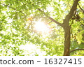 Sunbeams 16327415