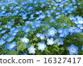 Nemophila field 16327417