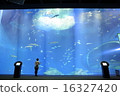 A girl looking into the aquarium tank 16327420