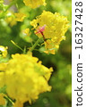 Rape blossoms and cherry blossoms at the end of spring 16327428