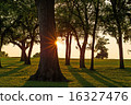 Tree Shadows 16327476