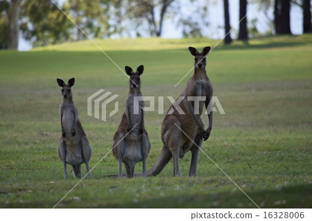 Tangy Kangaroo 16328006