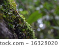 Moss 16328020
