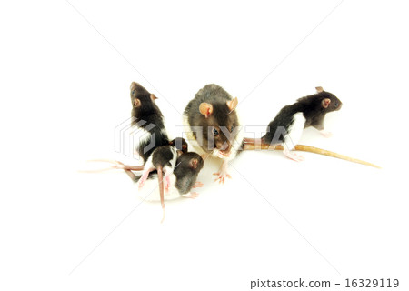 rat rat 16329119