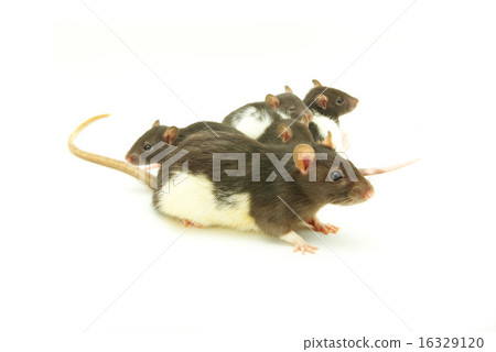 rats rats 16329120