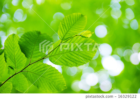 green leaves green leaves 16329122