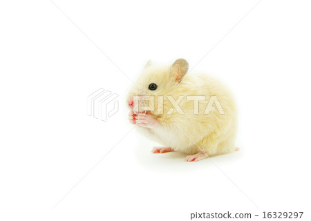 hamster 16329297