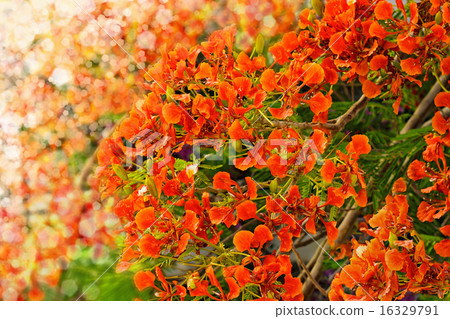 Flamboyant or Delonix Regia 16329791