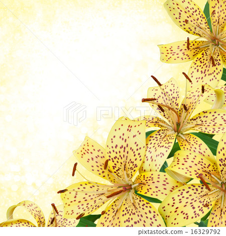 yellow tiger lily flowers - border design yellow tiger lily flowers - border design 16329792