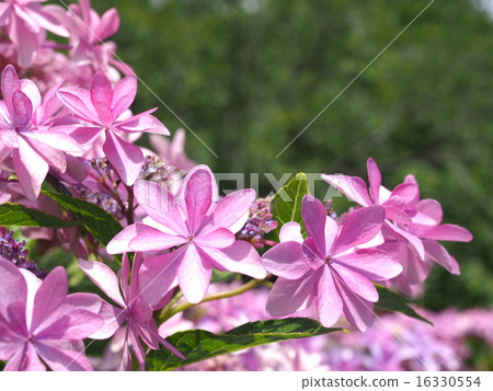 繡球花 - 舞會 繡球花 - 舞會 16330554