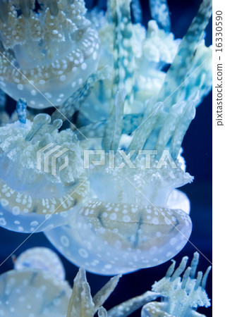 Tako jellyfish 16330590