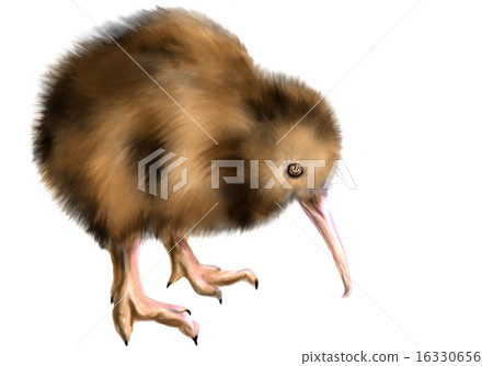 brown kiwi brown kiwi 16330656