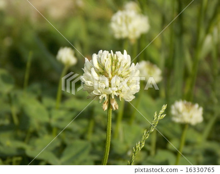 White clawed grass White clawed grass 16330765