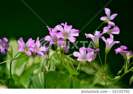 Imokatabami Imokatabami 16330792