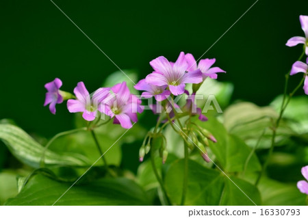 Imokatabami Imokatabami 16330793