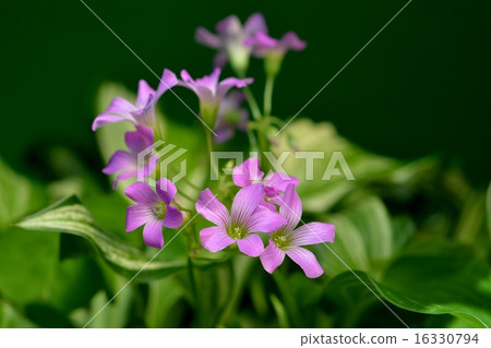 Imokatabami Imokatabami 16330794