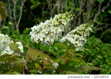 Kashiwaba繡球花 16330858