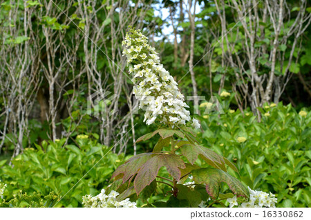 Kashiwaba繡球花 16330862