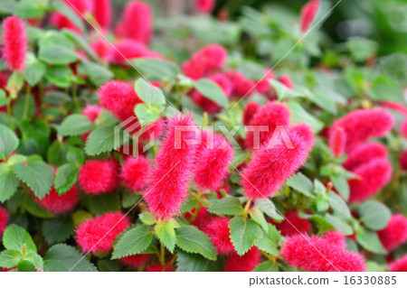 貓尾巴 貓尾巴 16330885