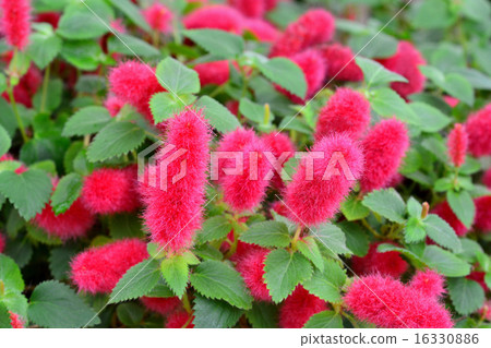 Cats tail Cats tail 16330886