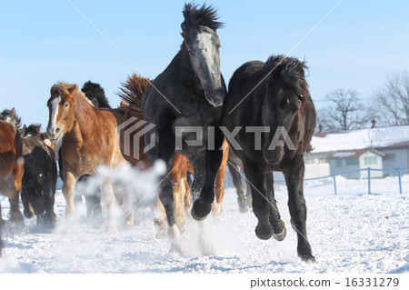 Horses running on the snowy field 16331279