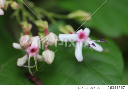 Show Row Flower Show Row Flower 16331367