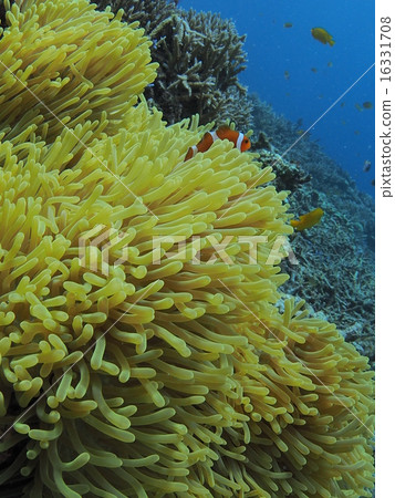 Cute clown anemonefish in Iriomote Island, Okinawa Cute clown anemonefish in Iriomote Island, Okinawa 16331708