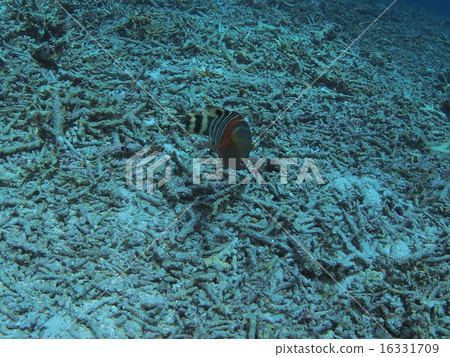 Okinawa · Iriomote island's sharp teeth Okinawa · Iriomote island's sharp teeth 16331709