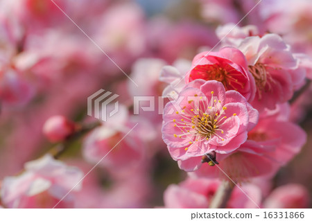 叼著梅花 叼著梅花 16331866