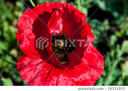 Papaver or poppy flower 16331933
