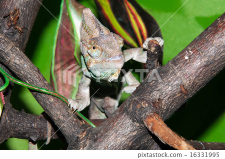 Veiled Chameleon or Chamaeleo calyptratus Veiled Chameleon or Chamaeleo calyptratus 16331995
