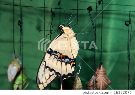The transformation of the chrysalis in Butterfly The transformation of the chrysalis in Butterfly 16332075