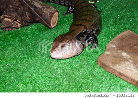 Tiliqua scincoides or skink Blue tongue Tiliqua scincoides or skink Blue tongue 16332132