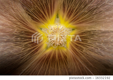 Mallow flower of cream colour Mallow flower of cream colour 16332192
