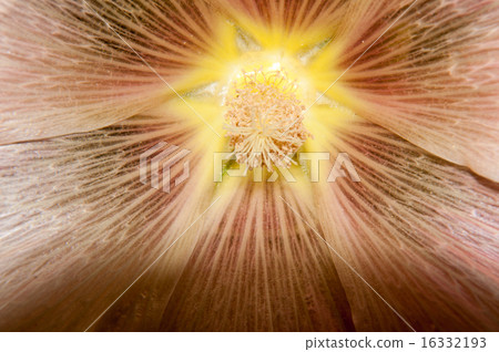 Mallow flower of cream colour 16332193