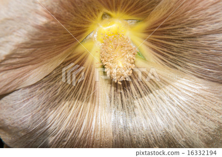 Mallow flower of cream colour 16332194