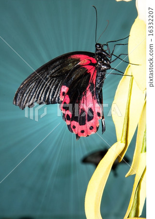 Butterfly Purple Rose or Pachliopta kotzebuea Butterfly Purple Rose or Pachliopta kotzebuea 16332207